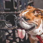 Bouledogue anglais