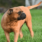 Bullmastiff : caractéristiques et entretien