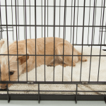 Cage pour chien : pourquoi et comment la choisir ?