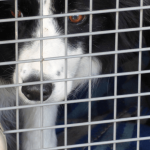 La cage de transport pour chien : en voyage, mais pas seulement