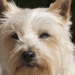 Le cairn terrier : l’une des plus anciennes races de terriers
