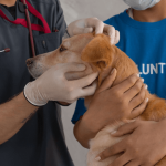 Cancer du chien : les causes et les traitements
