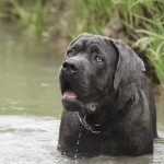 Tout connaître sur le Cane Corso