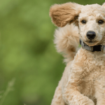 Le caniche