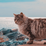 La castration chez le chat