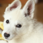 Faut-il demander la castration de son chien ?