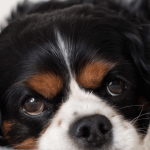 Cavalier King Charles