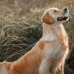Que se passe-t-il pendant les chaleurs d’une chienne ?