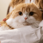 Chat affectueux : tout savoir sur ce comportement