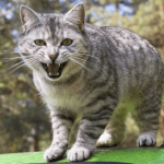 Chat agressif : le comprendre pour mieux l'accompagner