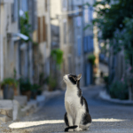 Qu’est-ce qu’un chat de gouttière ?