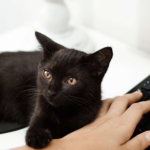 Les signes qui prouvent que votre chat est heureux