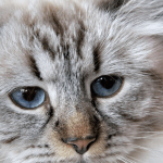 Adopter un chat hypoallergénique lorsqu'on est allergique