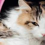 Chat malade : quand faut-il s’inquiéter ?