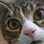 Comment comprendre un chat qui parle ?