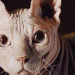 Pourquoi adopter un chat sans poils et comment bien l’entretenir ?