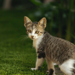 Chat stressé : que faire pour le détendre ?