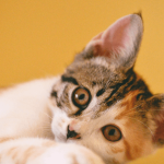 Chat qui tousse : causes & traitements possibles