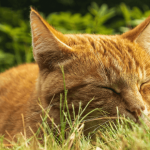 Chat qui vomit : que faire ?
