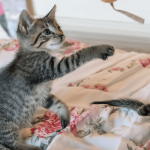 La gestation chez la chatte : durée et déroulement