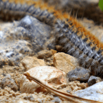 Chenille processionnaire et chat 