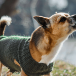 Comment empêcher un chien d’aboyer ?