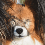 Tous les conseils pour bien éduquer un chien aveugle