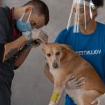 Mon chien est blessé : que faire ?