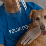 Les réflexes à adopter pour reconnaître et soigner un chien brûlé