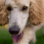 Chien qui mange son caca : que faire pour arrêter ce comportement ?