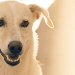 Comment choisir une caisse de transport pour chien ?