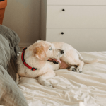 Comment trouver un chien calme ?