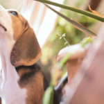Adopter un chien chasseur