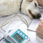 Mon chien a chuté, que faire ?