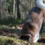 Comment empêcher un chien de creuser ?