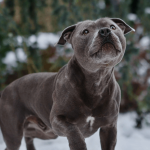 Détention d’un chien dangereux : quelle réglementation ?