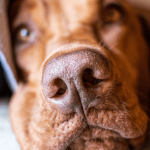 Chien destructeur : comment réagir face à ce comportement ?