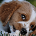 Les symptômes chez le chien empoisonné et les bons réflexes à adopter