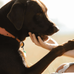 Comment vivre au quotidien avec un chien envahissant ?