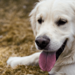 Comment empêcher un chien de fuguer ?
