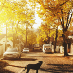 Comment gérer au quotidien un chien fugueur ?