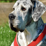 Chien de grande taille : avantages, races et particularités