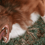Chien qui mange de l’herbe : quelles sont les explications à ce comportement ?
