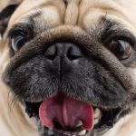 Que faire pour rendre son chien heureux ?