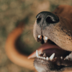 Mon chien est hyperactif : que faire ?