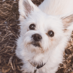 Comment choisir un chien hypoallergénique ?