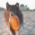 Adoption : choisir un chien joueur