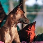 Mon chien est maigre : que faire ?