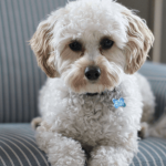 Comment réagir en cas de chien malpropre ?