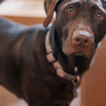 Chien malpropre : pourquoi et comment réagir ?